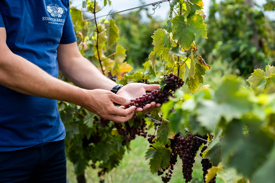 Muscat Grapes