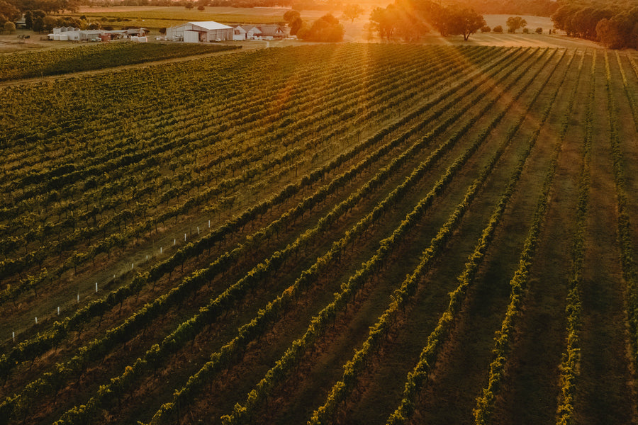 Sunrise over the vines
