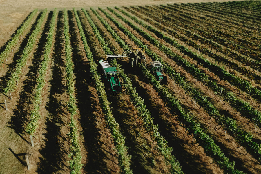 Stanton & Killeen Harvest