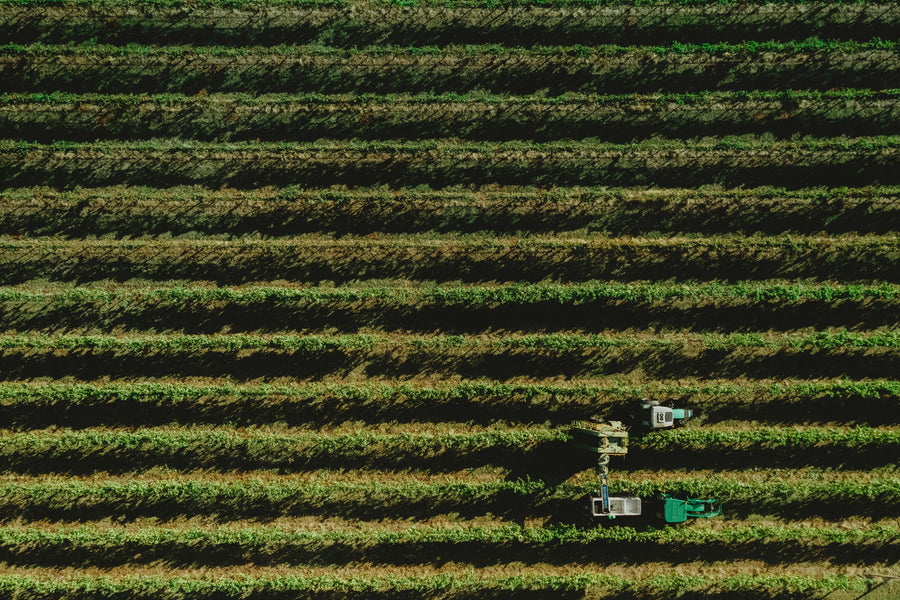 Stanton & Killeen Harvest